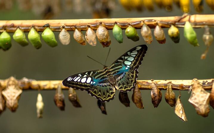 Chrysalis to blue butterfly