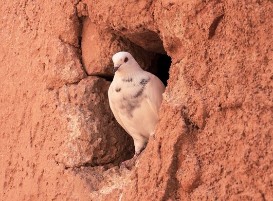 Dove in cleft of red rock